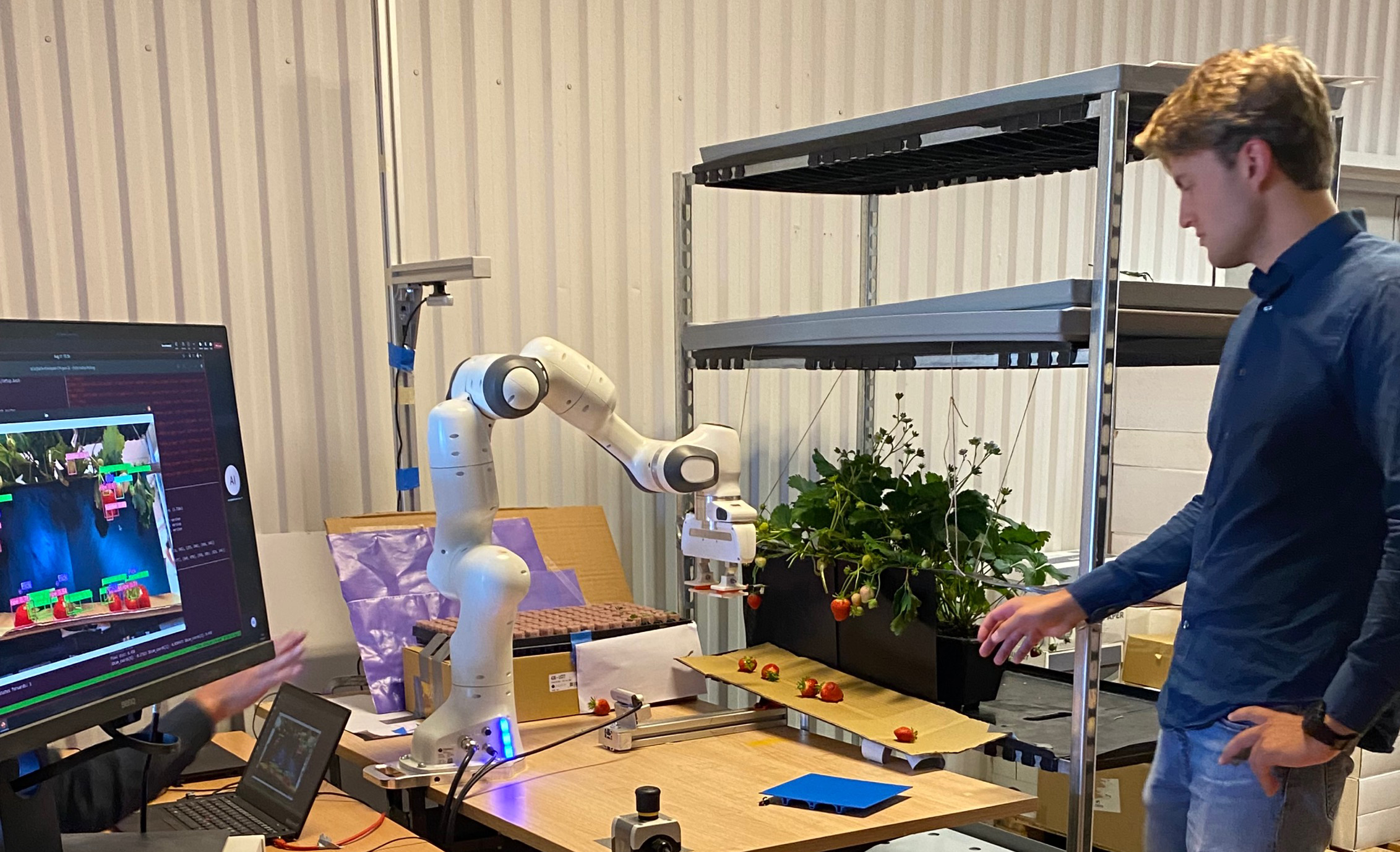 Student operating robot picking strawberries